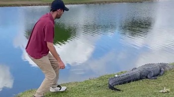 Golf thủ 'chơi sốc' khi lấy bóng golf trên người cá sấu