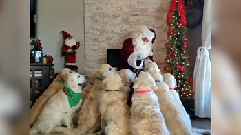 Mùa lễ hội cuối năm 2020: Ông già Noel phát quà cho cún cưng