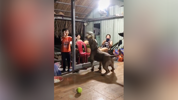 Chó bull chơi bóng chuyền điêu luyện với bé trai