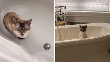 Chú mèo nhõng nhẽo đòi chủ cho đi tắm