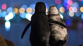 Ảnh hai chú chim cánh cụt góa vợ an ủi nhau thắng giải nhiếp ảnh