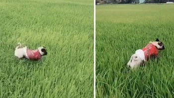 Chó nhảy tung tăng khắp ruộng lúa khi mặc đồ mới