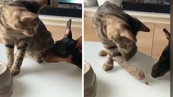 Chú mèo chia sẻ đồ ăn với chó con