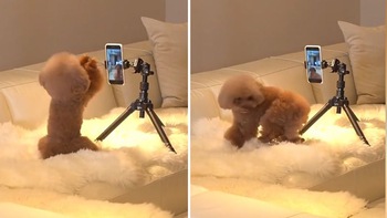Chú chó nhảy múa để quay video trước điện thoại