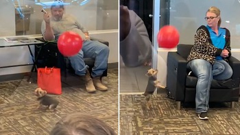 Chú chó chơi bong bóng giải trí mua vui cho khách hàng