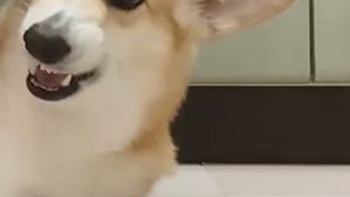 Pha lật mặt siêu hài hước của chú chó Corgi