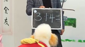 Ngôi trường dạy chó làm toán, nhảy dây có '1-0-2' ở Trung Quốc