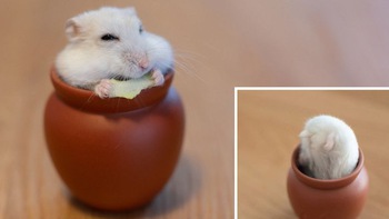 Chú chuột hamster 'quốc tịch' Nhật Bản nổi như cồn ở Việt Nam