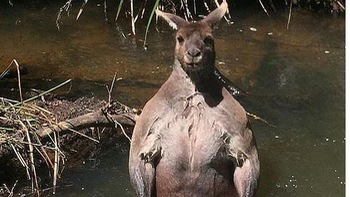 Kangaroo thân hình vạm vỡ khiến các Gymer ghen tị