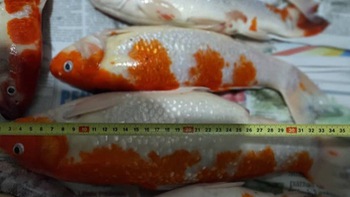 Cô gái nấu canh cá Koi vì 'bỏ phí' khiến netizen đua nhau tăng xông