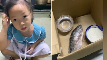 Bé gái xin bố chén gạo để bỏ vào thùng carton cho cá ăn