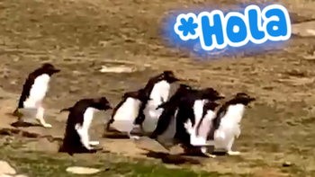 Màn chào hỏi cute giữa hai bầy chim cánh cụt gặp nhau trên đường