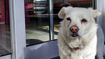 Cô chó kiên trì ngồi trước cổng bệnh viện 6 ngày để đợi chủ