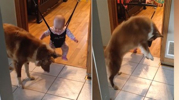 Chú chó dạy em bé 'học nhảy' siêu dễ thương
