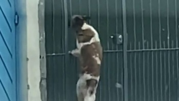 Chú chó leo cổng vào nhà sau khi trốn đi chơi