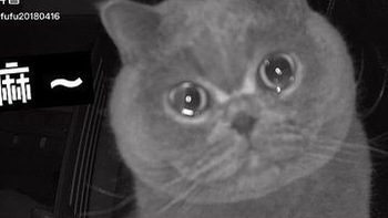 Chú mèo rưng rưng nước mắt khi bị chủ bỏ lại một mình