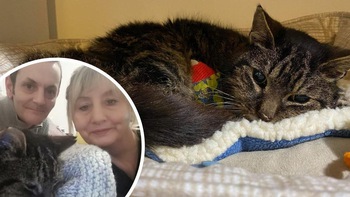 Chú mèo đoàn tụ cùng gia đình sau 14 năm thất lạc