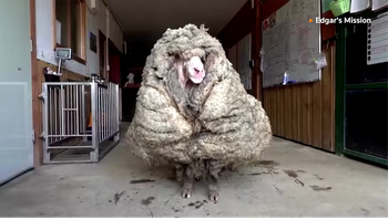 Giải cứu chú cừu hoang dã có bộ lông nặng hơn 35 kg