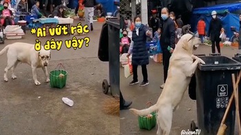 Chú chó nhặt chai nhựa vứt trên đường bỏ vào thùng rác