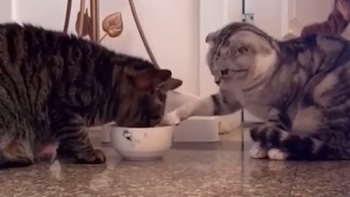 Hai chú mèo nhường nhau tô đồ ăn
