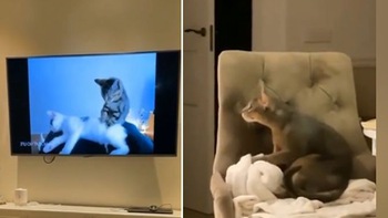Chú mèo xem tivi bắt chước học cách mát xa