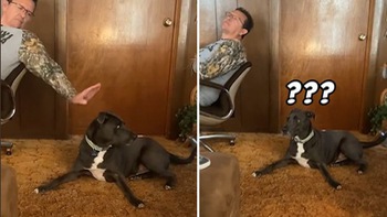 Phản ứng hài hước của chú chó khi bị chủ đánh lén