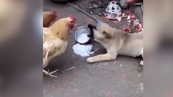 Chó con tham ăn bị gà mái đánh chạy té khói