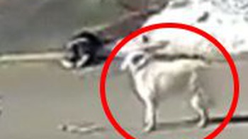 Chú chó chặn ôtô cầu cứu khi chủ bị ngất trên đường