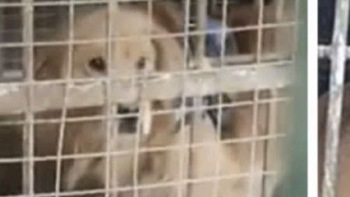 Sở thú Trung Quốc nhốt chó vào chuồng sư tử để phục vụ khách