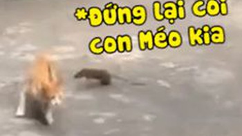 Mèo sợ hãi chạy té khói khi bị chuột tấn công