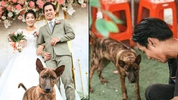 Ảnh vui 12/04: Chú chó đòi xem lại ảnh cưới khi được chụp ké
