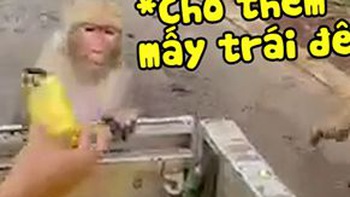 Chú khỉ trèo lên xe xin đồ ăn cho đồng bọn