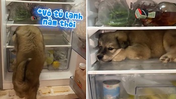 Chú chó mở cửa chui vào tủ lạnh nằm để chống nóng