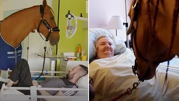 Chú ngựa mang niềm vui và hạnh phúc đến cho các bệnh nhân