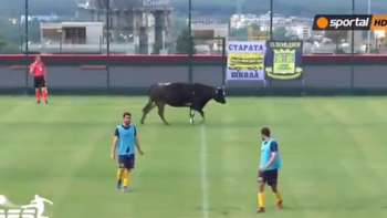 Bò chạy vào sân làm gián đoạn trận đấu