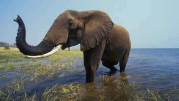 Zimbabwe bán 'Quyền săn bắn voi' để thúc đẩy ngành du lịch