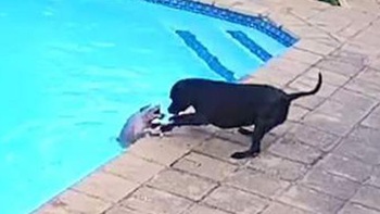 34 phút nổ lực của chú chó cứu đồng loại bị ngã xuống hồ bơi