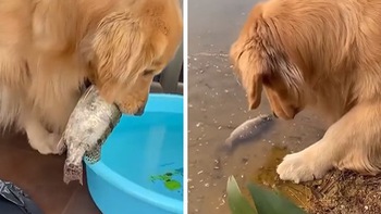 Chú chó từ chối ăn cá vì thích phóng sinh