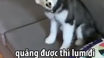 Phản ứng lầy lội của Husky khi bị chủ bắt nhặt bóng