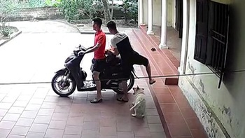 'Chó nhà tao hiền và ngoan lắm, chưa cắn ai bao giờ'