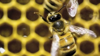 Hà Lan huấn luyện ong phát hiện COVID-19