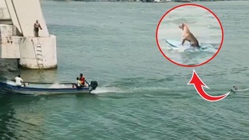 Chú chó lướt ván chuyên nghiệp trên sông