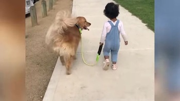 Siêu dễ thương với cảnh em bé ba tuổi được chó dắt đi chơi