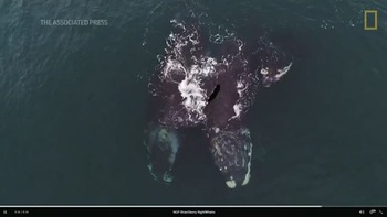 Hai chú cá voi 'ôm nhau' trên biển