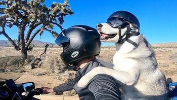 Chú chó husky cùng chủ 10 năm đi phượt khắp nước Mỹ