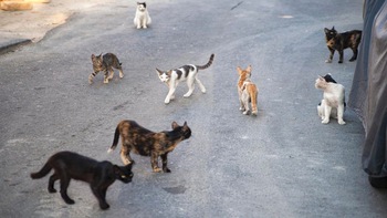 Đội quân mèo hoang chuyên tiêu diệt chuột cống ở Mỹ