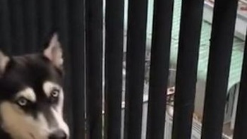 Husky tủi thân khi nghe hàng xóm chửi con 'lì như chó'