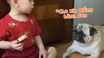 Chú chó buồn sầu vì xin miếng bánh trên tay mà cậu bé không hiểu