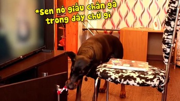 Chú chó lấy chân gà trong tủ đặt lên bàn lừa chủ để được ăn thêm