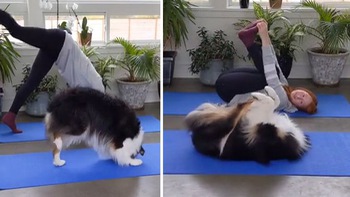 Chú chó bắt chước cô chủ tập yoga